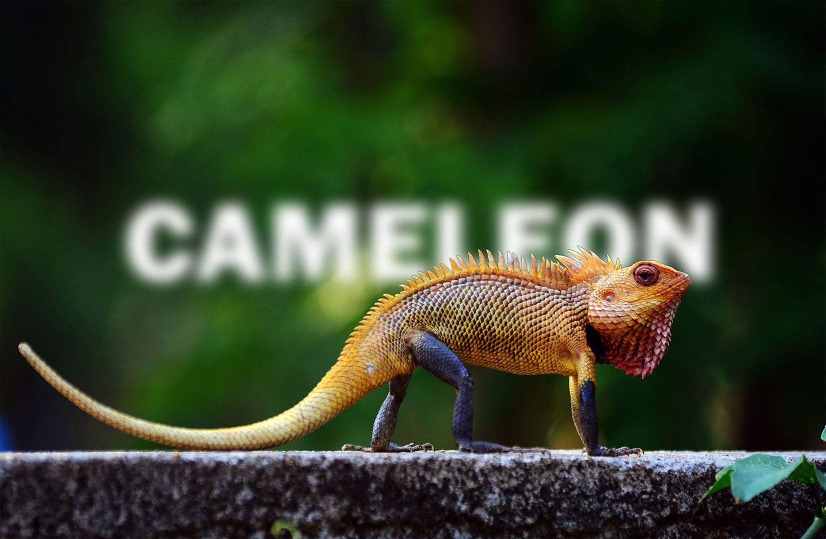 Ajout de texte derrière un caméléon