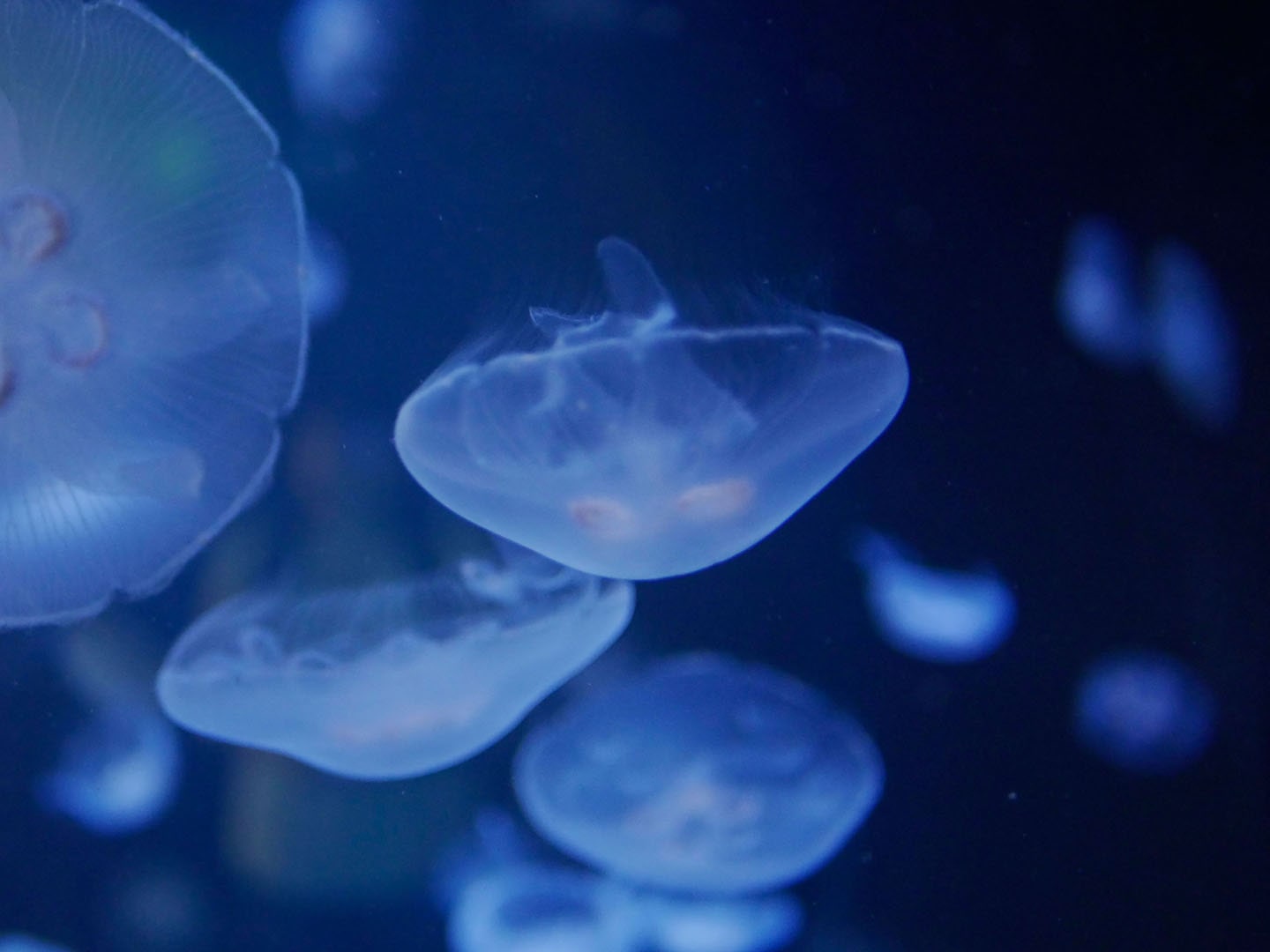 Photo de méduses à Planet Océan Montpellier