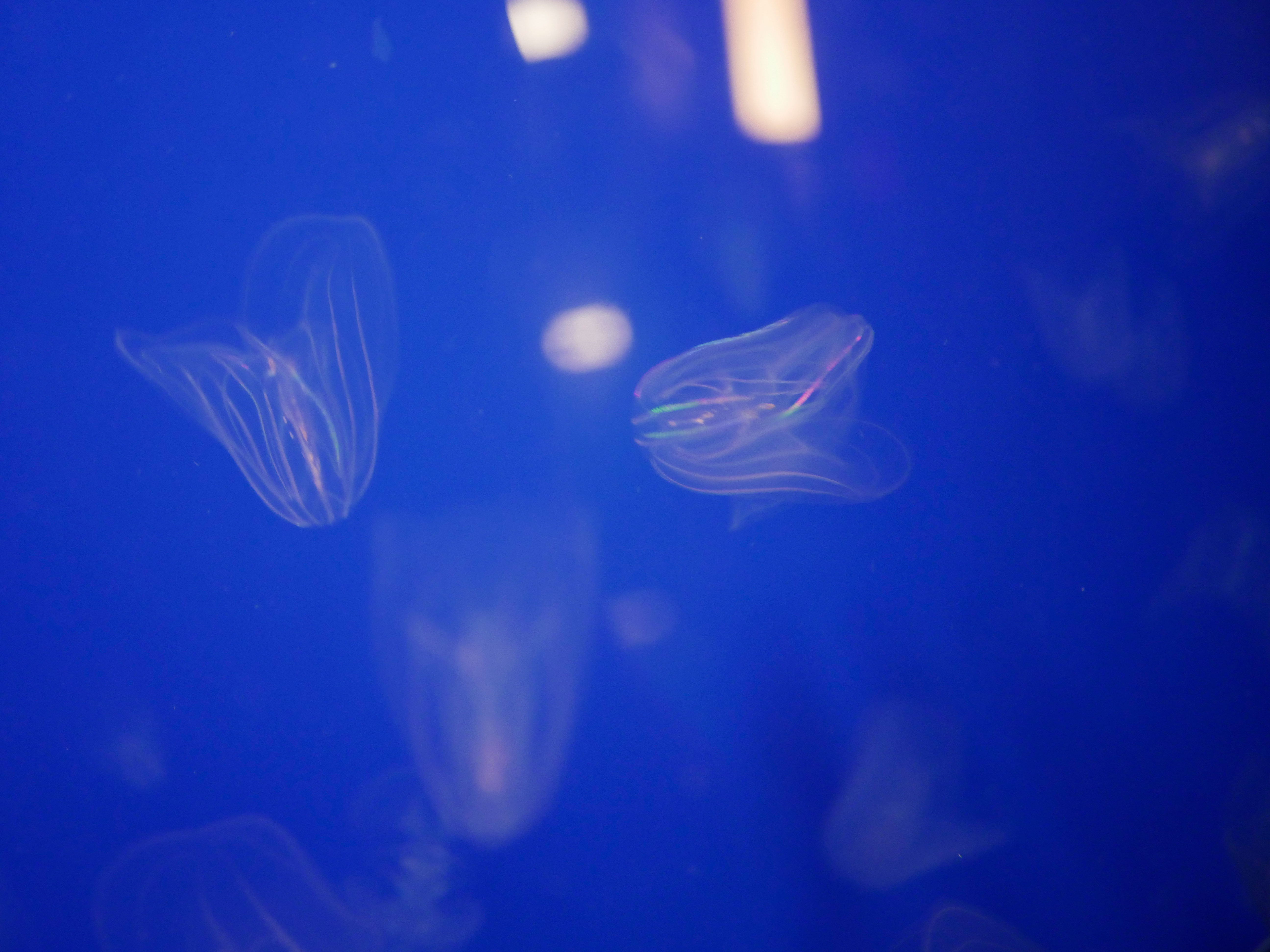 Photo de méduses à Planet Océan Montpellier