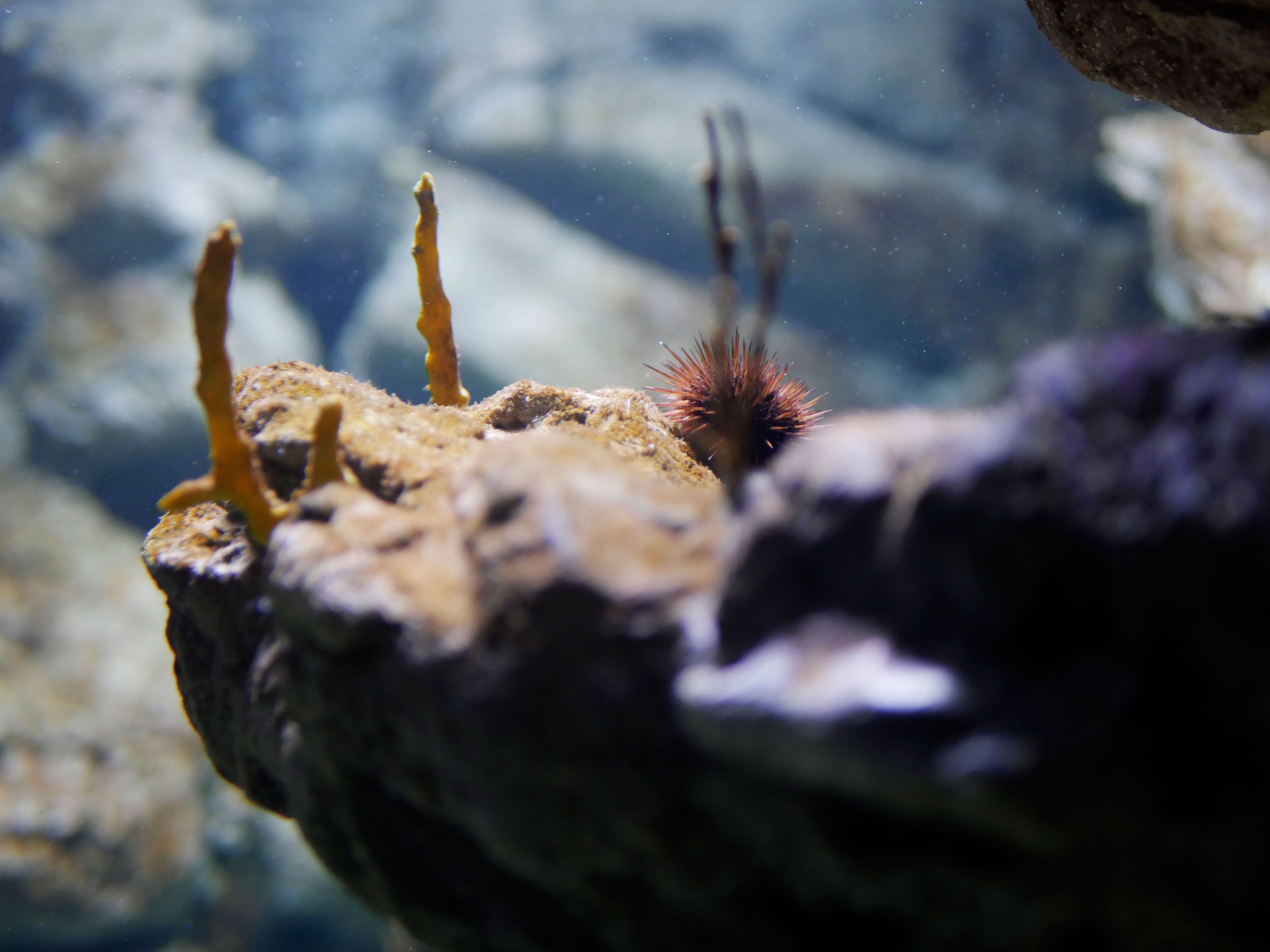 Photo d'un oursin à Planet Océan Montpellier