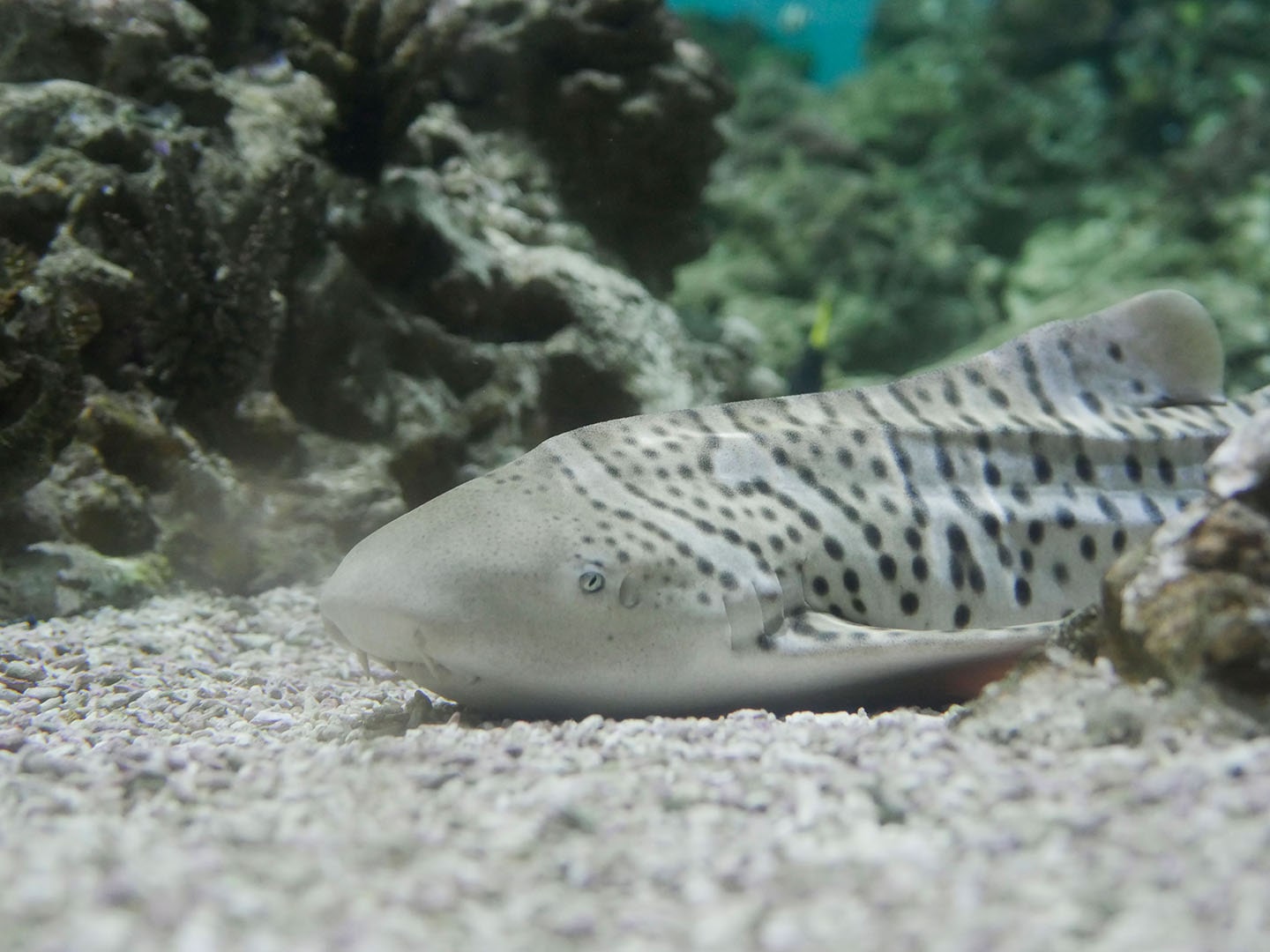 Photo d'un requin zèbre à Planet Océan Montpellier