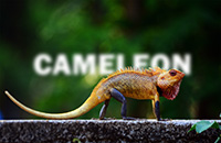 Ajout de texte derrière un caméléon