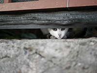 Photo d'un chat errant au Portugal