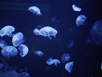 Photo de méduses à Planet Océan Montpellier