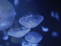 Photo de méduses à Planet Océan Montpellier