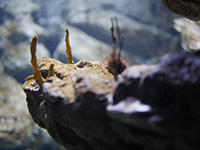 Photo d'un oursin à Planet Océan Montpellier