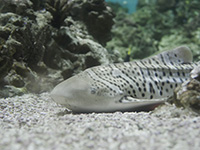 Photo d'un requin zèbre à Planet Océan Montpellier